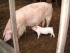 Sow with Piglets 61